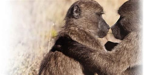 baboons dating site